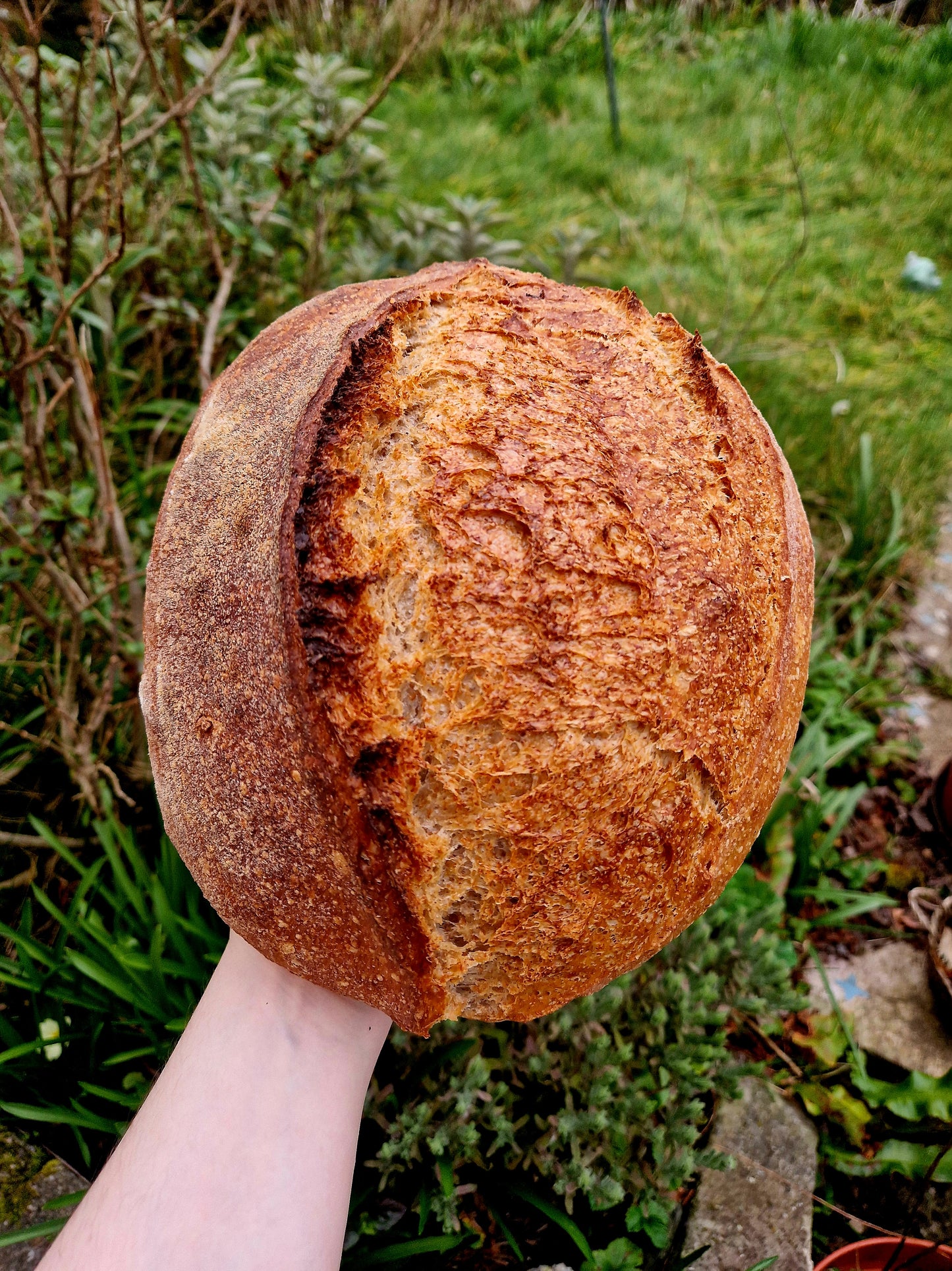 50/50 Wholemeal Sourdough